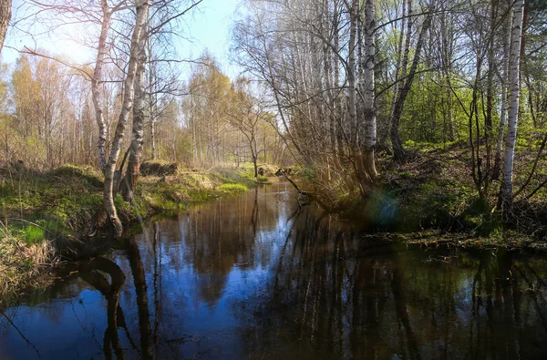 화창한 날에 숲 강에 봄 풍경 — 스톡 사진