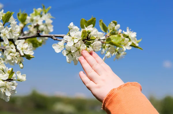 Bir şube çocuğun el dokunuyor 