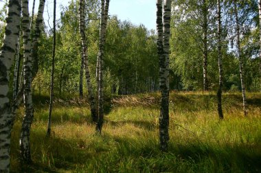 Ormanda ve parlak güneş ışığı Altın Sonbahar.
