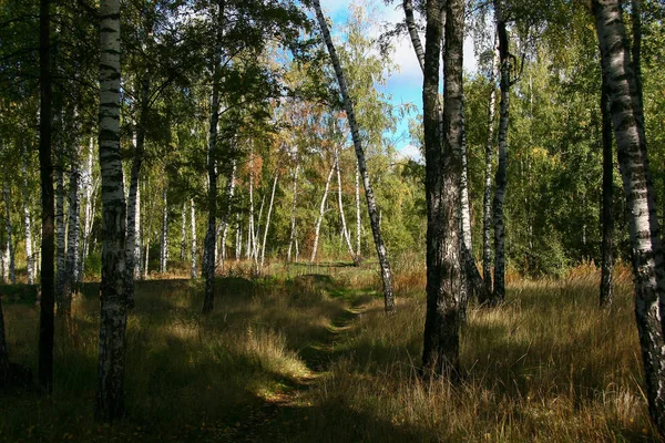 Gouden herfst in het bos en fel zonlicht. — Stockfoto