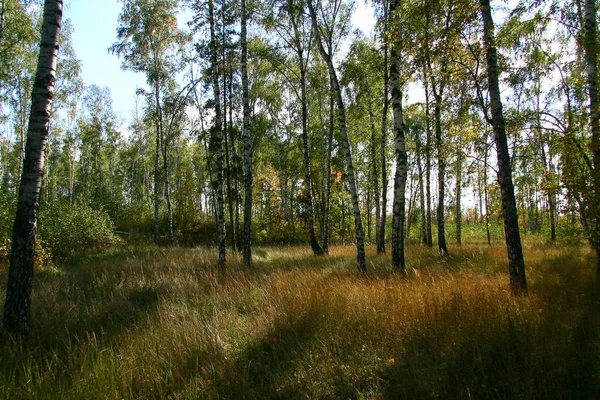 Gyllene höst i skogen och starkt solljus. — Stockfoto