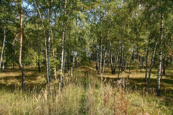 Autunno dorato nella foresta e luce solare intensa . — Foto Stock