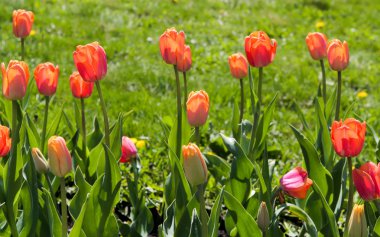 Baharda Taze Pembe Laleler