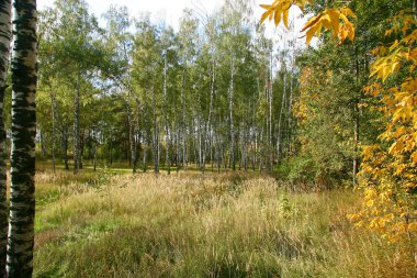 Ormanda ve parlak güneş ışığı Altın Sonbahar.