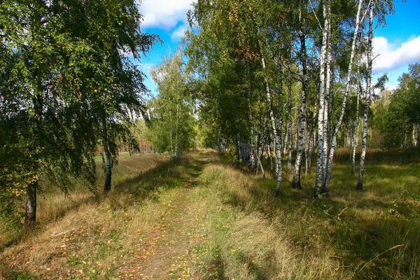 Золота осінь в лісі і яскраве сонячне світло . — стокове фото