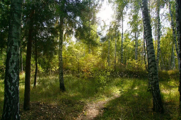 Autunno dorato nella foresta e luce solare intensa . — Foto Stock