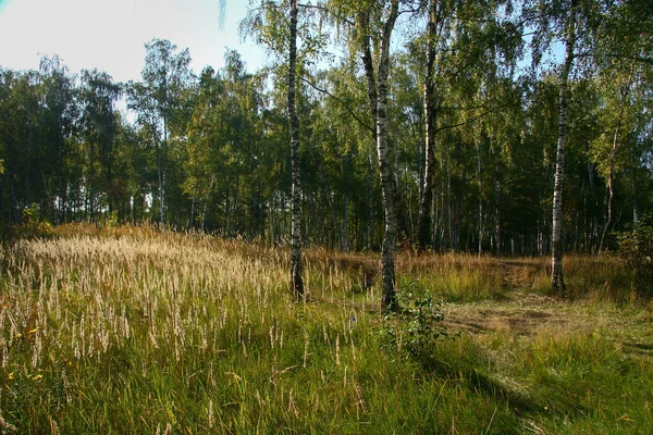 Gyllene höst i skogen och starkt solljus. — Stockfoto