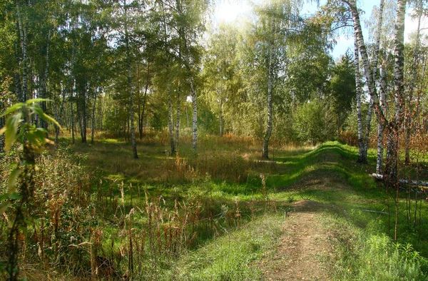 Gouden herfst in het bos en fel zonlicht. — Stockfoto