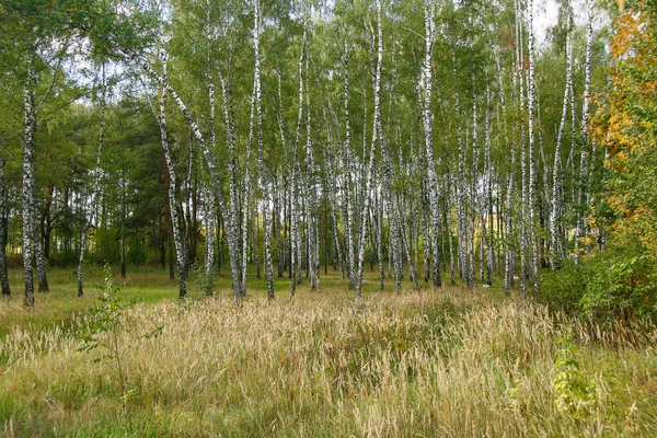 Autunno dorato nella foresta e luce solare intensa . — Foto Stock