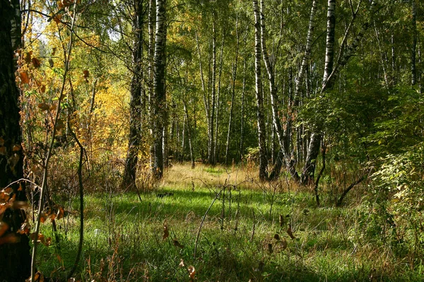 Golden autumn in the forest and bright sunlight. — Stock Photo, Image