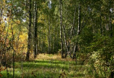  Orman ve yaprakları ile parlak güneş ışığı.