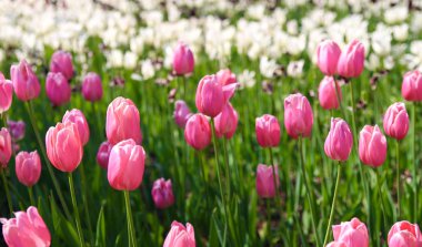 İlkbaharda taze pembe ve Beyaz Laleler