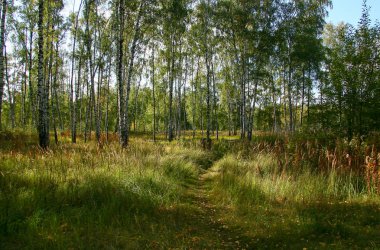 Ormanda ve parlak güneş ışığı Altın Sonbahar.