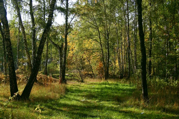 Złota Jesień w lesie i jasnym świetle słonecznym — Zdjęcie stockowe