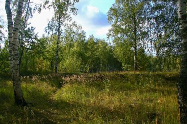 Ormanda ve parlak güneş ışığı Altın Sonbahar 