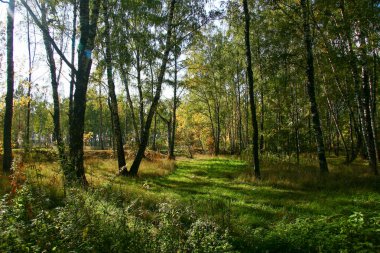 Ormanda ve parlak güneş ışığı Altın Sonbahar 