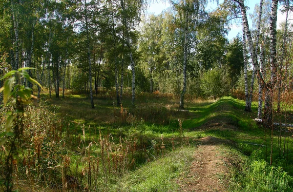 Gouden herfst in het bos en fel zonlicht — Stockfoto