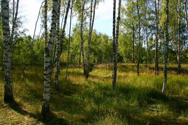 Golden autumn in the forest and bright sunlight. — Stock Photo, Image