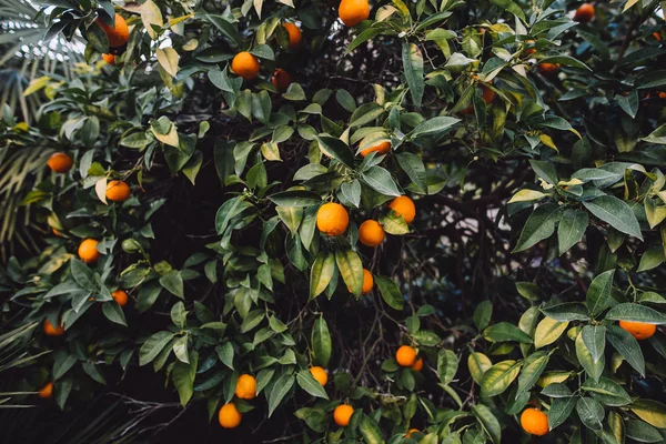 Albero Pieno Mandarini Primaverili — Foto Stock