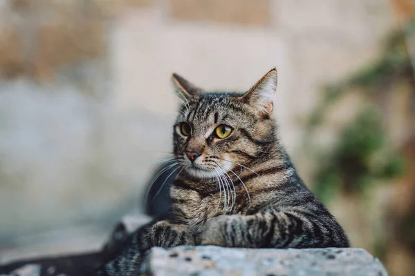 The cute cat is stretched out