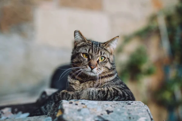 Söta Katten Utsträckt — Stockfoto