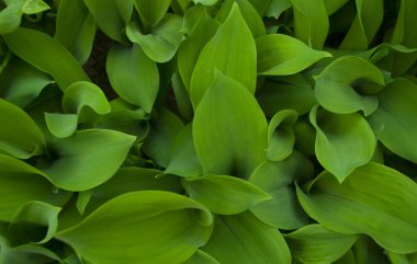 Taze yeşil yapraklar arka plan.