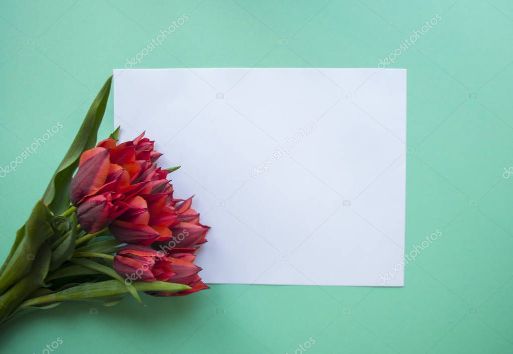Tulips on turquoise background with text space.