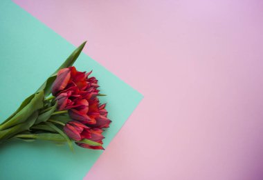 Metin alanı olan turkuaz ve pembe arka plan üzerinde Lale.