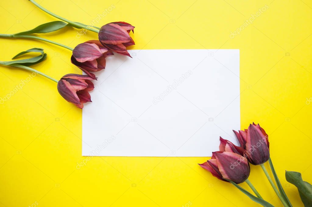 Tulips on yellow background with text space.