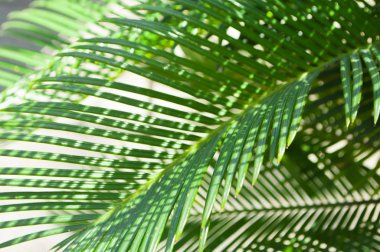 taze hurma ağacı yaprakları.