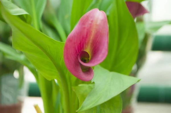 Pink color calla in a garden. — Stock Photo, Image