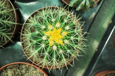 Evergreen inciri kaktüs.