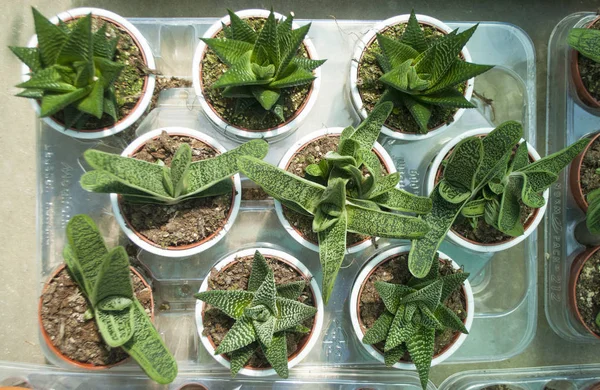 Pozsgás növények plasztikai cserépben. — Stock Fotó