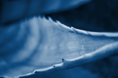 Yucca yaprakları yakın..