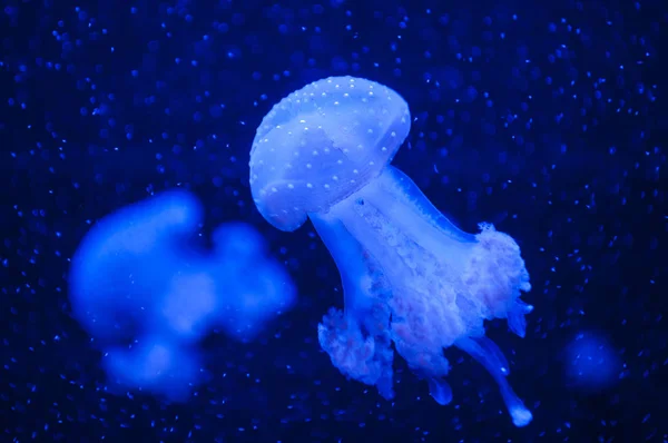 美丽的蓝色水母. — 图库照片