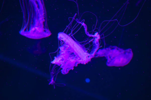 Beautiful blue jellyfish.