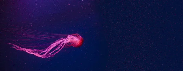 Krásné modré medúzy. — Stock fotografie