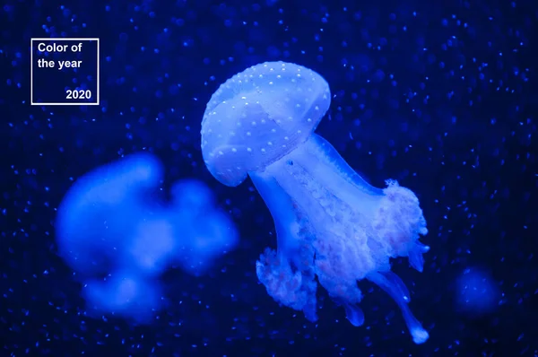 아름 다운 블루 해파리. — 스톡 사진
