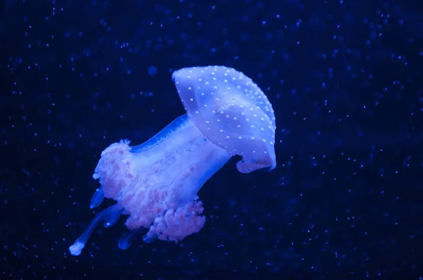 Beautiful blue jellyfish. — Stock Photo, Image