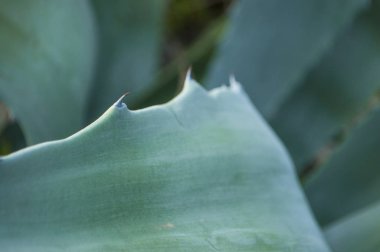 Yucca yaprakları yakın..