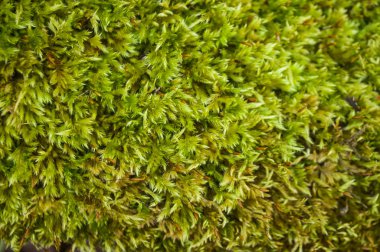 Yeşil yosunlu arka plan.