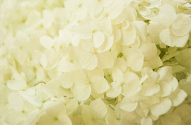 Horensia çiçeğinin alnı.