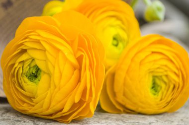 Güzel taze çiçek açan tek sarı renk ranunculus.