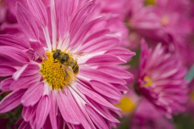 Güzel beyaz Eustoma kafası.