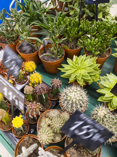 Rafların Fiyat Etiketlerinde Çeşitli Yeşil Sulu Bitkiler Var Çiçekçide Saksılarda — Stok fotoğraf