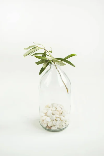 Glasflasche mit Olivenzweig. — Stockfoto