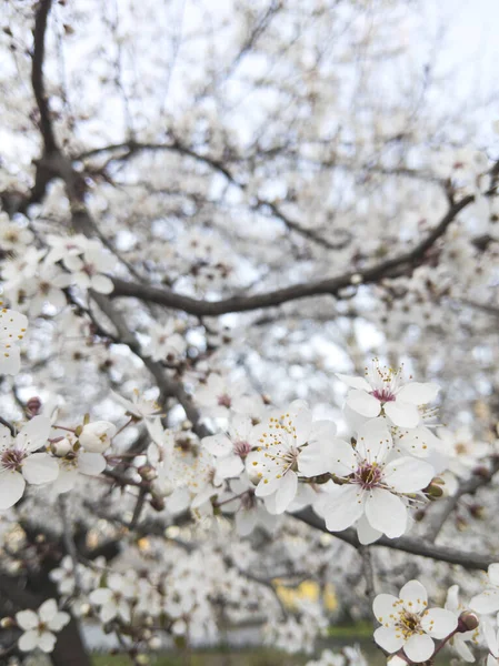 Hermosas flores de primavera . — Foto de Stock
