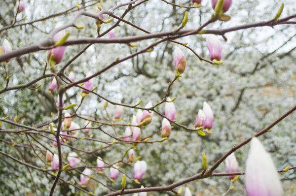 Piękne Niewyraźne Tło Kwiatowe Pąki Magnolii Drzewie Nieostre Tło Kwiatowe — Zdjęcie stockowe