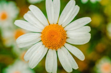 Yaz orman alanına papatya