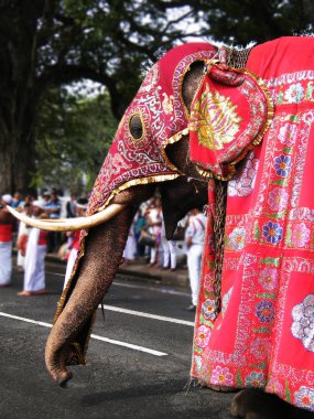 Güzel giyimli filler alayı Kandy, Sri lanka